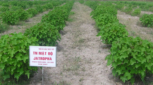 Cay Jatropha